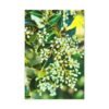 "Forgotten Grace" Canvas Wall Art - A Must-Have for Gallery Professionals and Art Collectors - Image 25