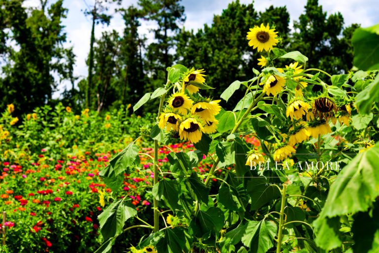 Gurosik's Berry Plantation Brand Photography
