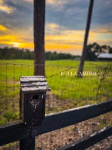 The countryside view at Pine Knolls Farm in Appling, Georgia