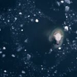 dji mavic pro 4 drone for aerial photography photo of a polar bear frolicking in the melted polar caps